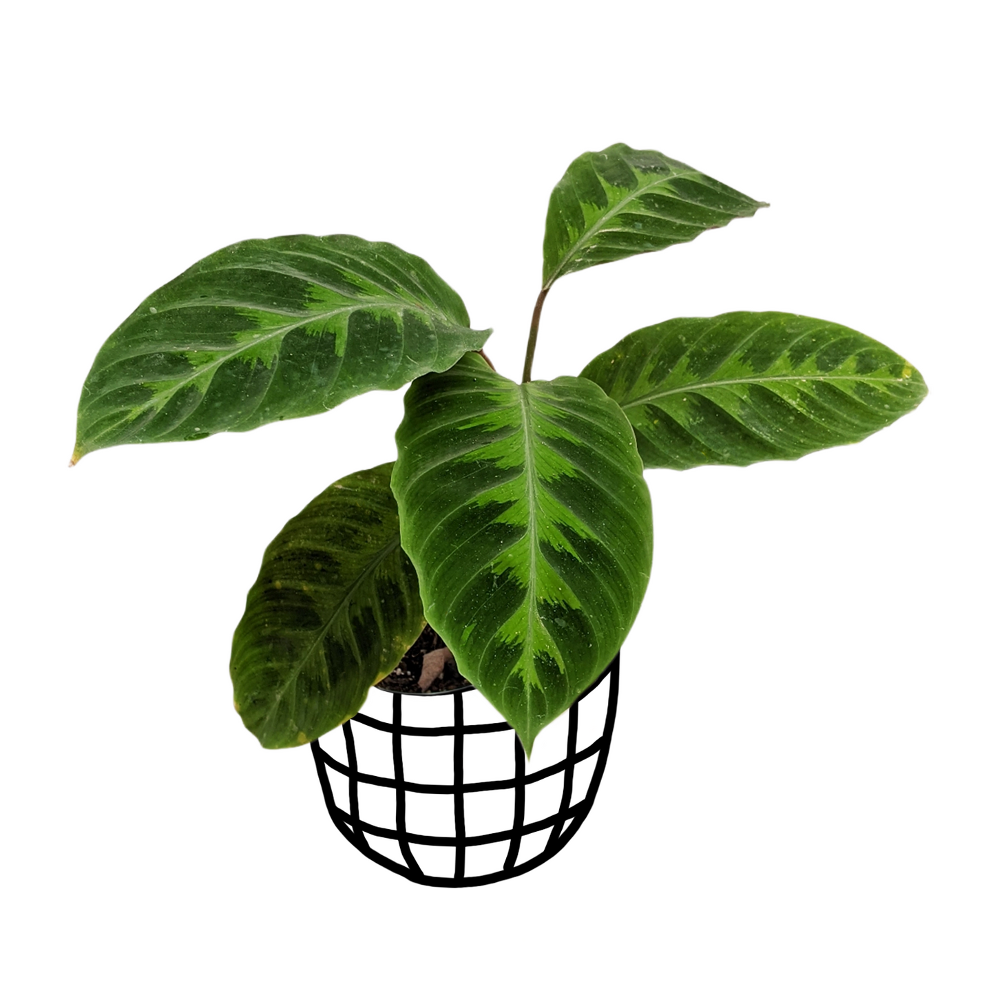 Calathea Warscewiczii - Indoor & Outdoor Plants - soiled.in