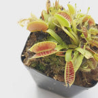Venus Fly Trap (Dionaea Muscipula)