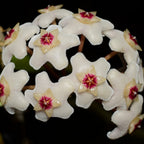Hoya Carnosa ‘Chelsea’ - Hoya - Soiled