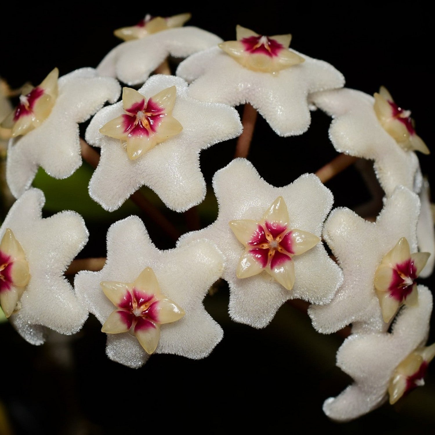 Hoya Carnosa ‘Chelsea’ - Hoya - Soiled