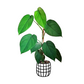 Syngonium chiapense - soiled.in
