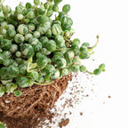Variegated Strings of Pearl (Senecio Rowleyanus) - Succulent - Soiled