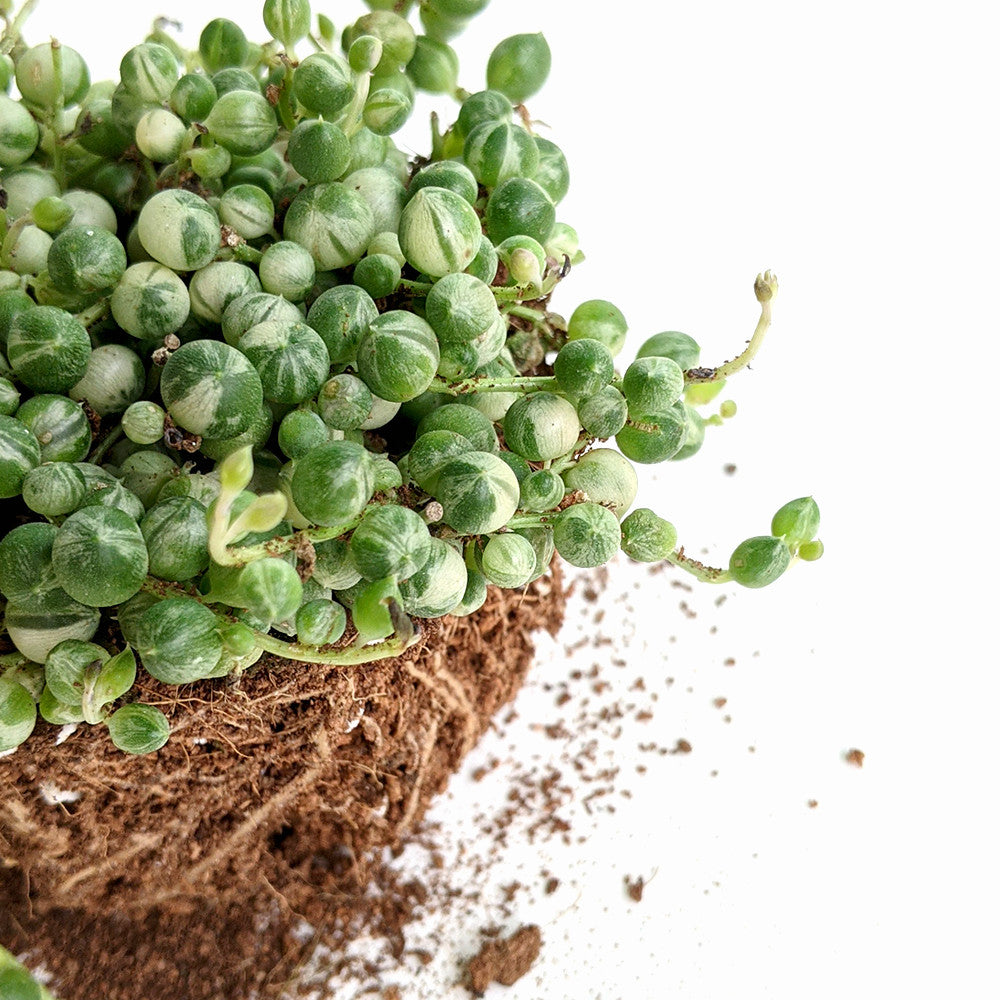 Variegated Strings of Pearl (Senecio Rowleyanus) - Succulent - Soiled