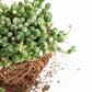 Variegated Strings of Pearl (Senecio Rowleyanus) - Succulent - soiled.in