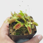 Venus Fly Trap (Dionaea Muscipula)