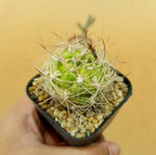 Weingartia Lanata - Cactus & Succulent - Soiled