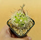 Weingartia Lanata - Cactus - soiled.in