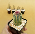 Echinocereus Rigidissimus - Cactus & Succulent - Soiled