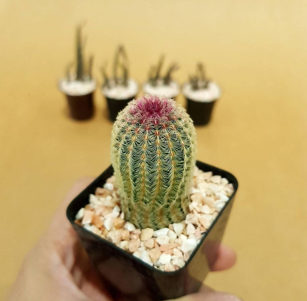 Echinocereus Rigidissimus - Cactus - soiled.in