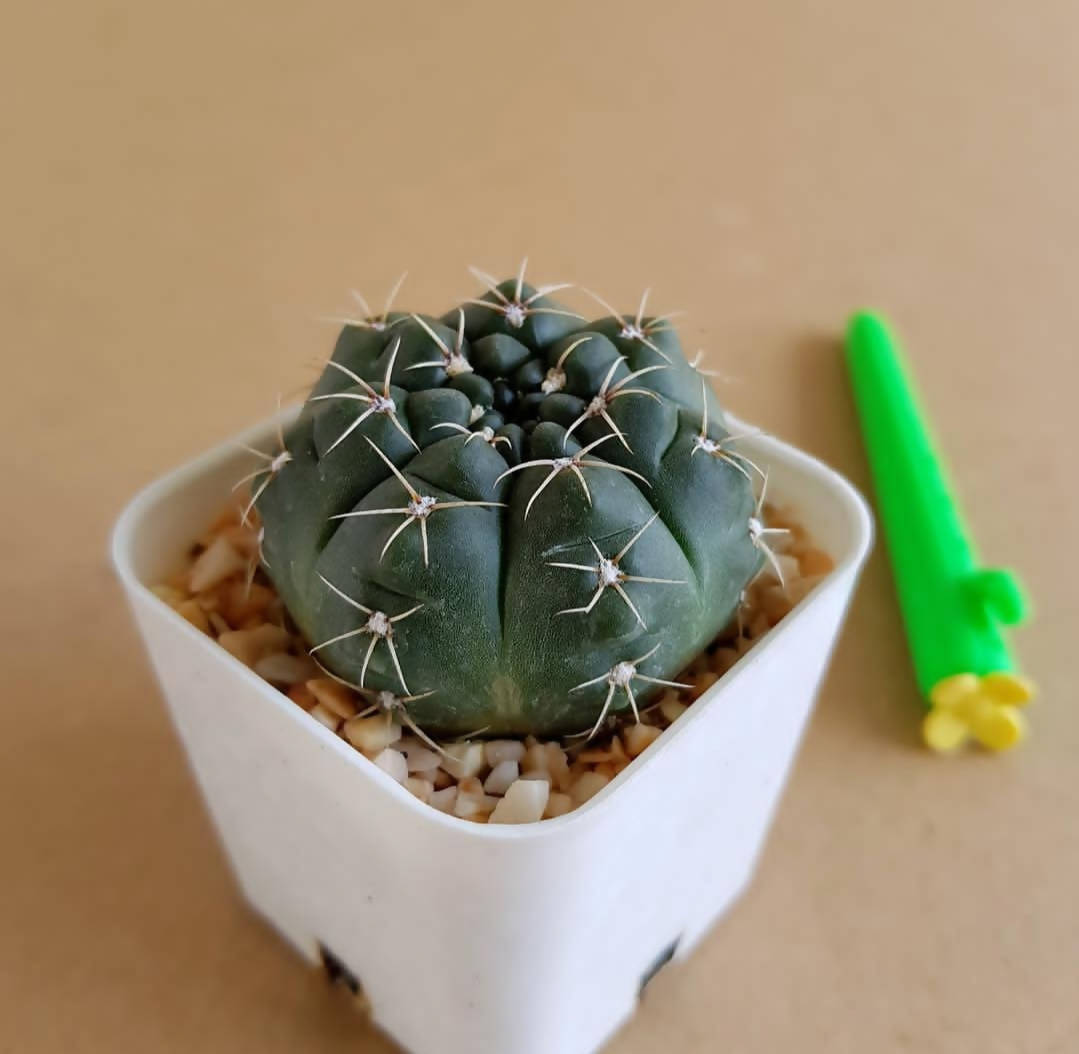 Gymnocalycium Baldianum - Cactus - soiled.in