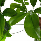 Philodendron Goeldi - Philodendron - Soiled
