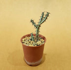 Euphorbia Aeruginosa - Cactus & Succulent - Soiled