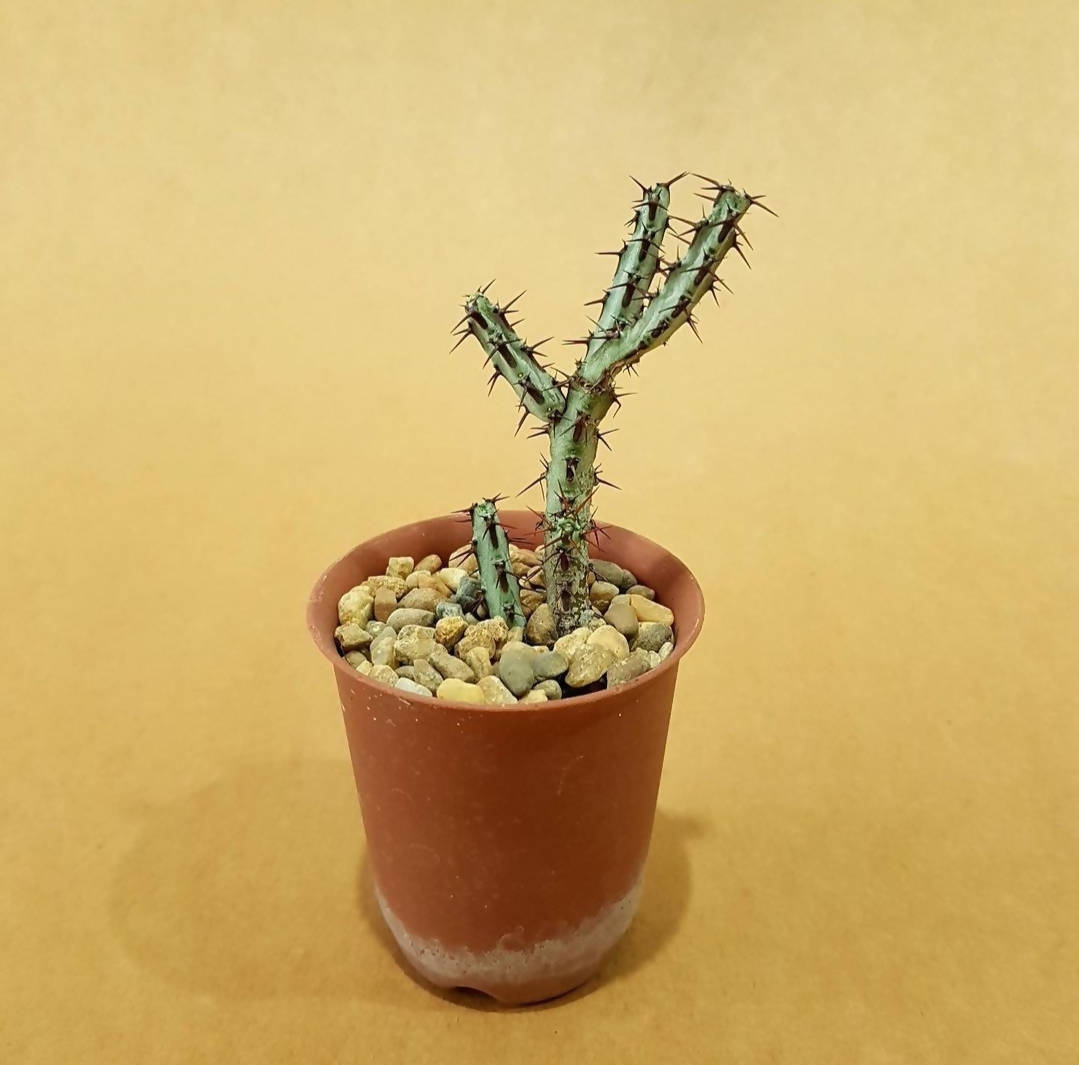 Euphorbia Aeruginosa - Euphorbia cactus - soiled.in
