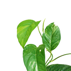 Epipremnum Pinnatum Albo Variegata - Potted Houseplants - Soiled