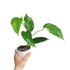 Epipremnum Pinnatum Albo Variegata - Potted Houseplants - Soiled