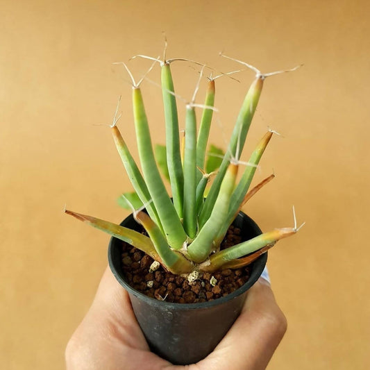 Leuchtenbergia Principis - Cactus - soiled.in