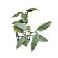 Philodendron Hastatum - Philodendron - soiled.in