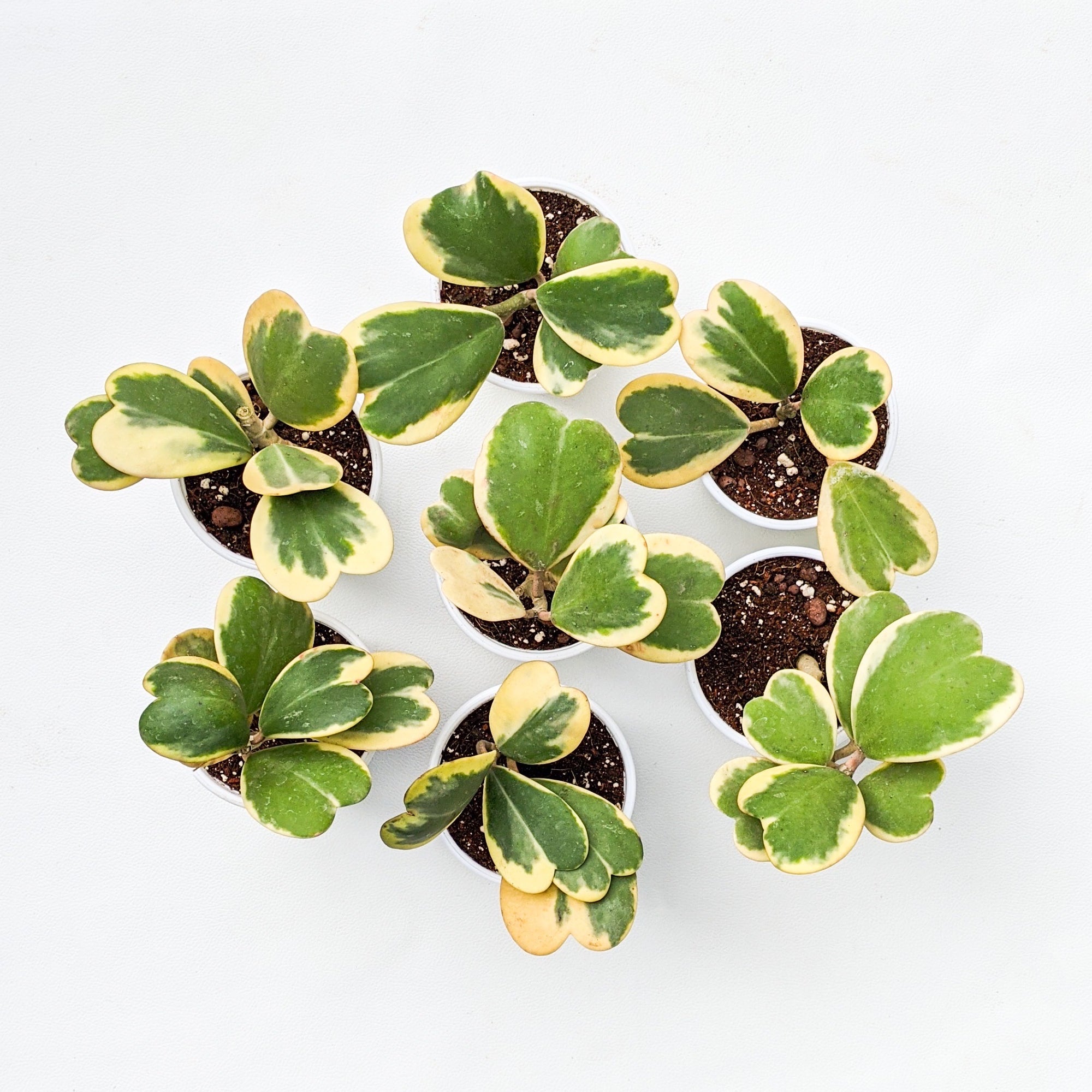 Hoya Kerrii 'Variegated' (Heart Leaf Hoya) - Hoya - Soiled