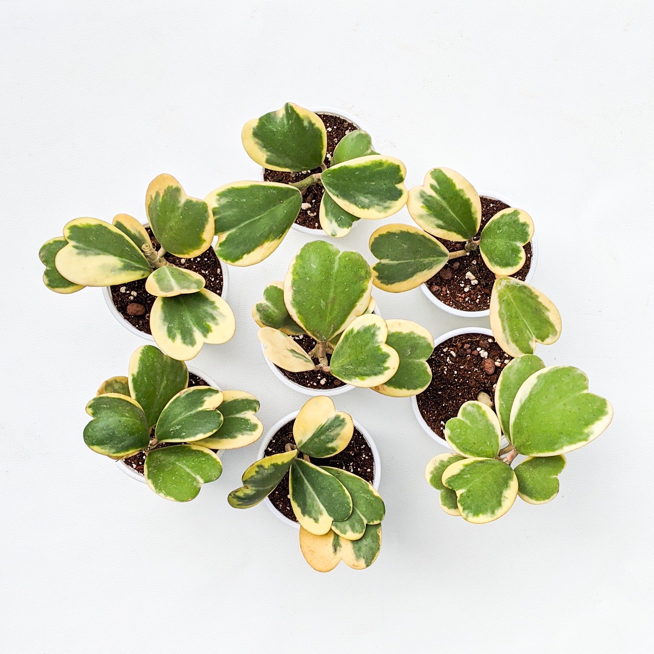 Hoya Kerrii 'Variegated' (Heart Leaf Hoya) - Hoya - Soiled