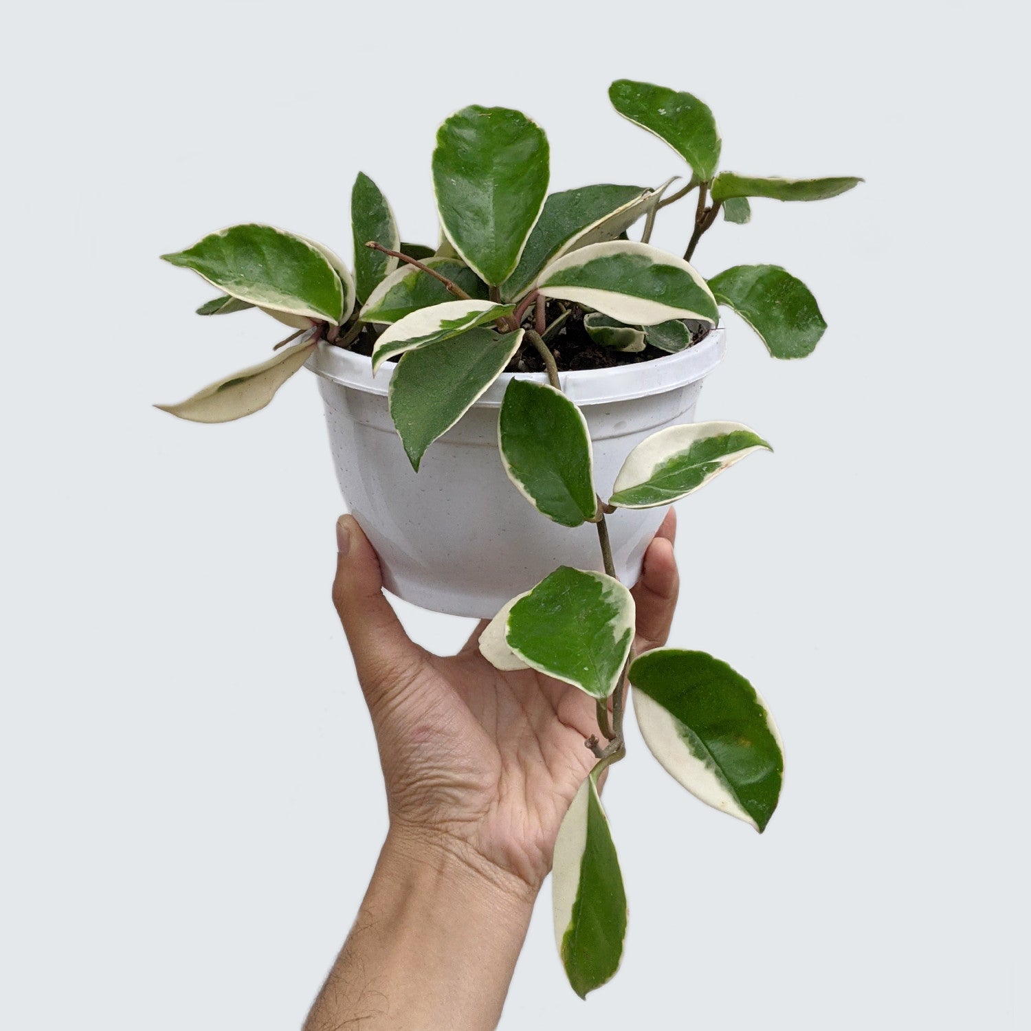 Hoya Carnosa 'Variegated' - Hoya - Soiled