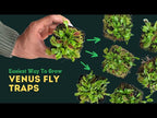 Venus Fly Trap (Dionaea Muscipula)