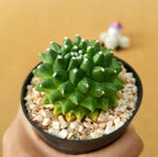 Mammillaria Bucareliensis cv. erusamu - Cactus & Succulent - Soiled