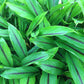 Black turmeric buy india soiled