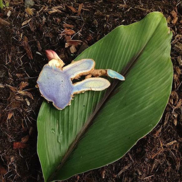 Black Turmeric (Curcuma Caesia) - Rhizome