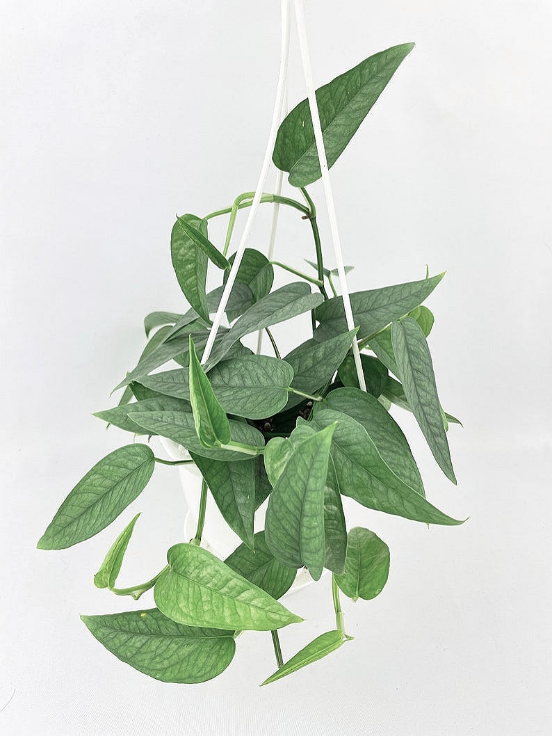 Epipremnum Pinnatum Cebu Blue - Indoor & Outdoor Plants - soiled.in