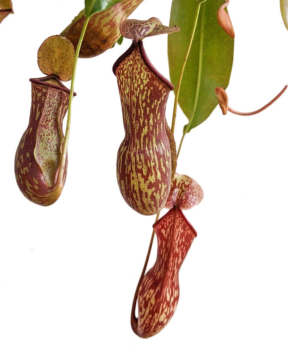 Pitcher Plant (Nepenthes Gaya Buddha) - Carnivorous Plant - soiled.in