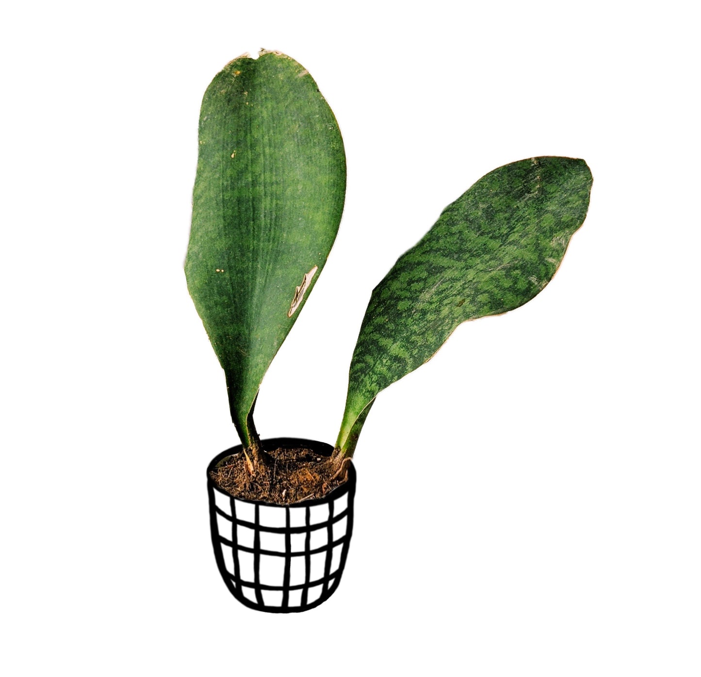 Dracaena Masoniana (Whalefin Snake Plant) - Snake Plant - soiled.in