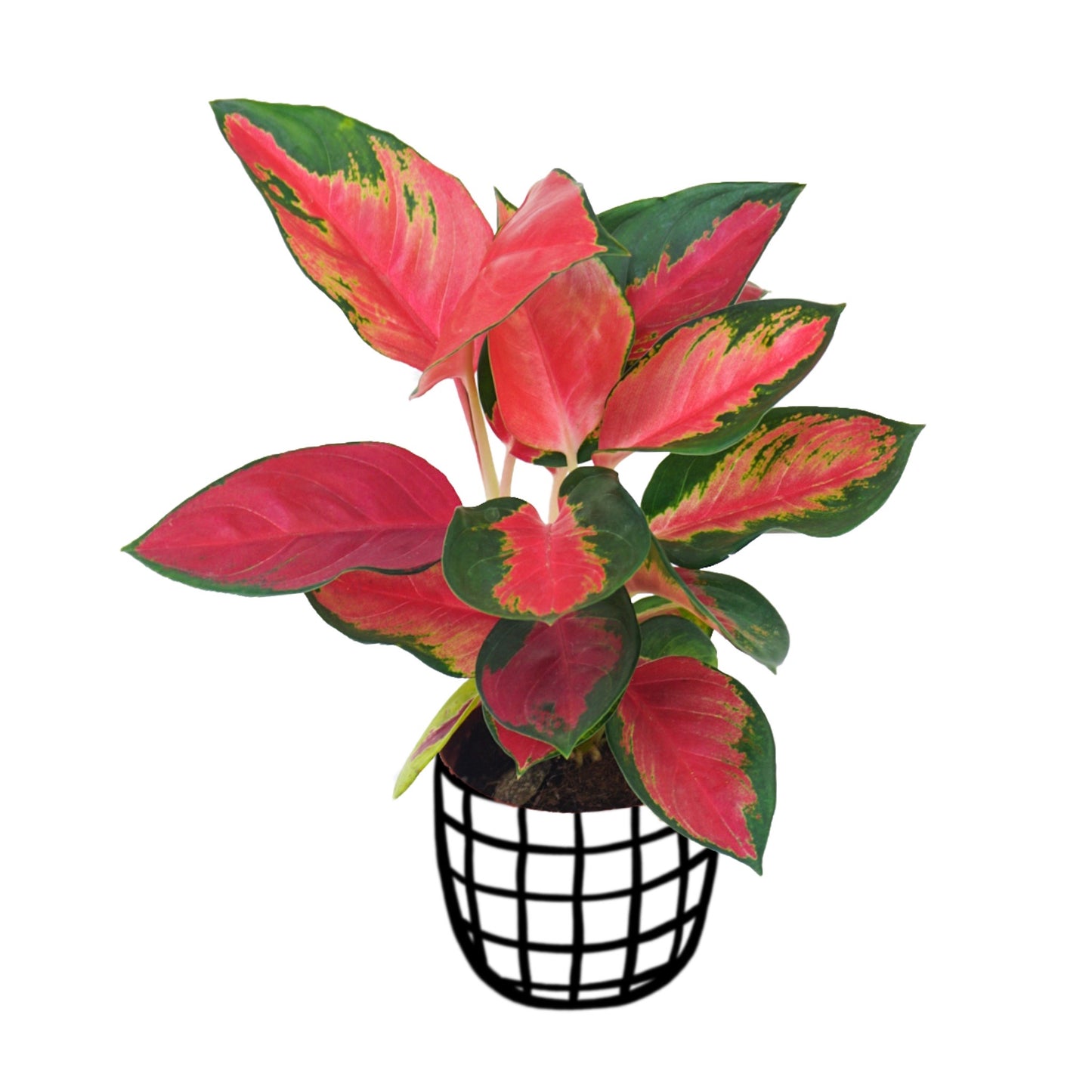 Aglaonema ‘Suksom Jaipong’ - Aglaonema - soiled.in