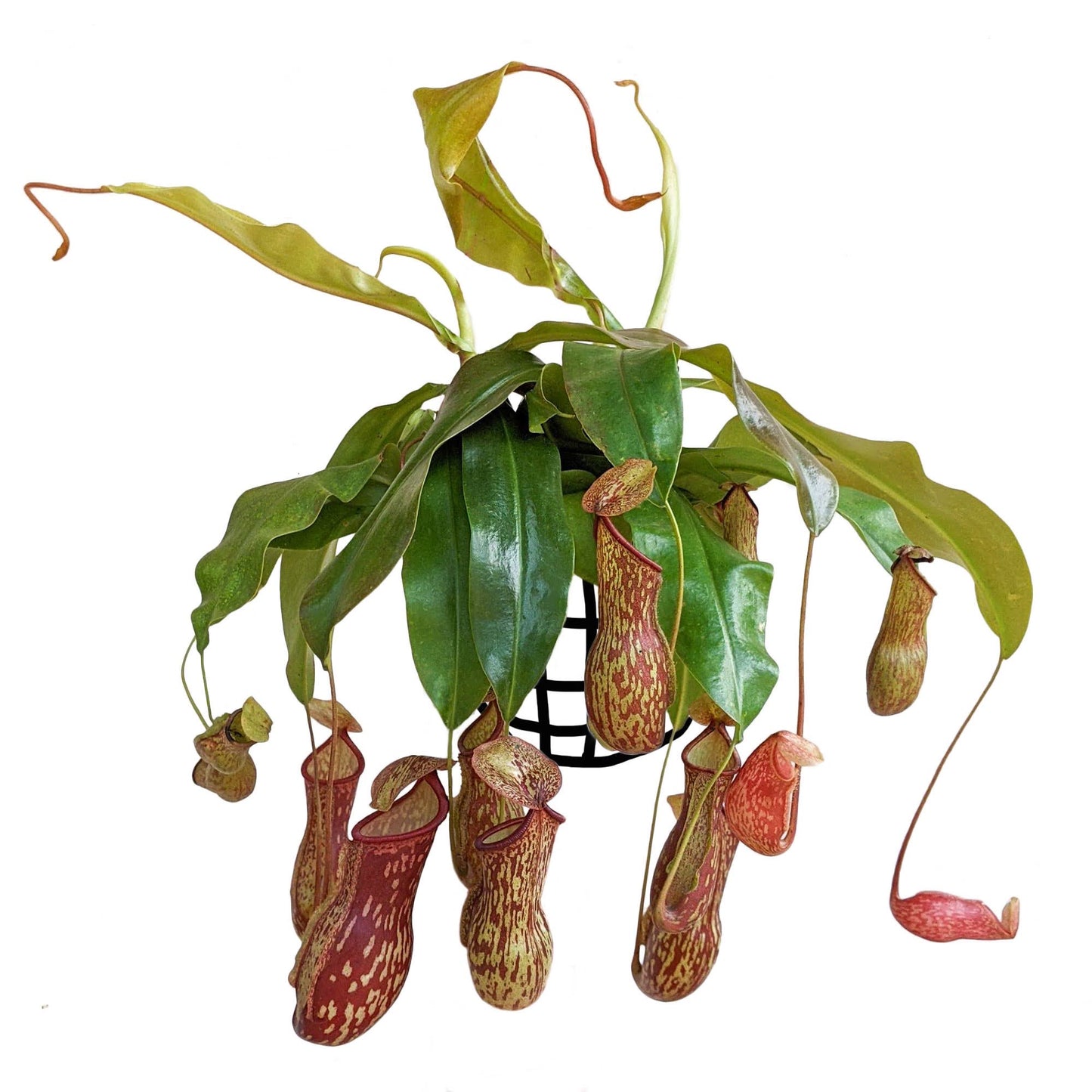 Pitcher Plant (Nepenthes Gaya Buddha) - Carnivorous Plant - soiled.in