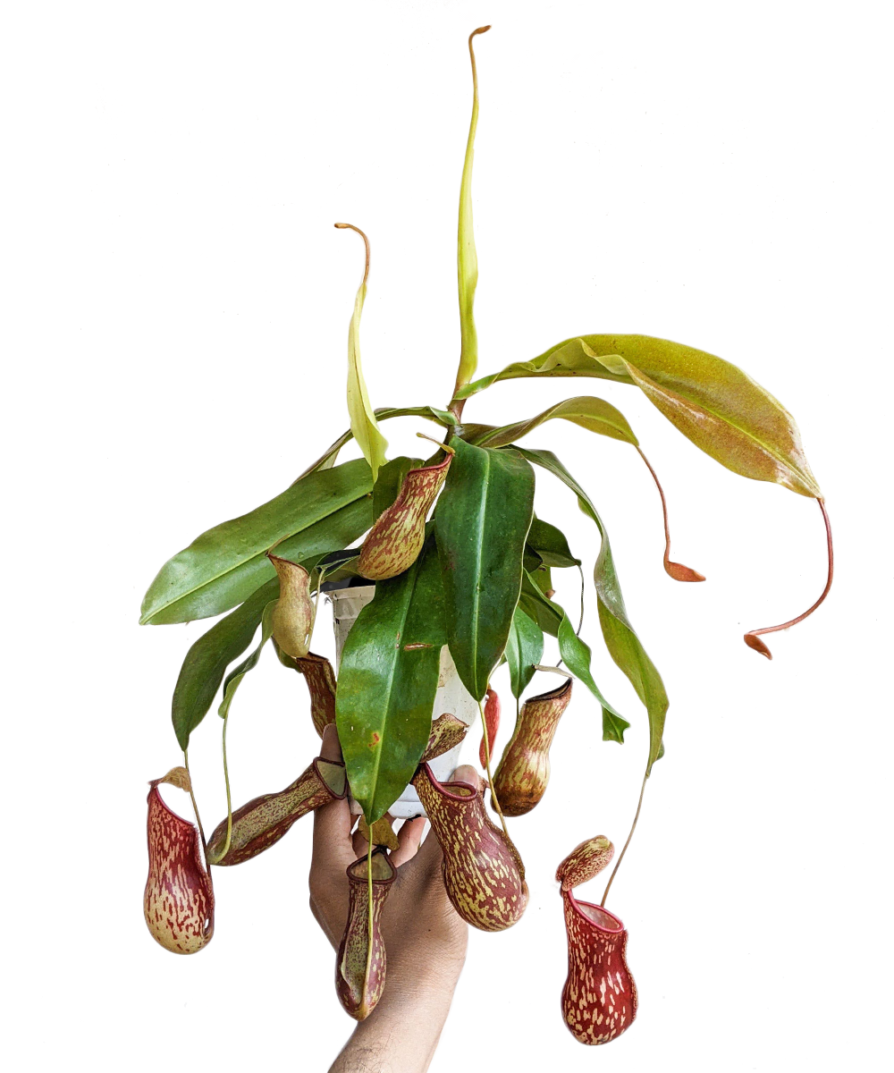 Pitcher Plant (Nepenthes Gaya Buddha) - Carnivorous Plant - soiled.in