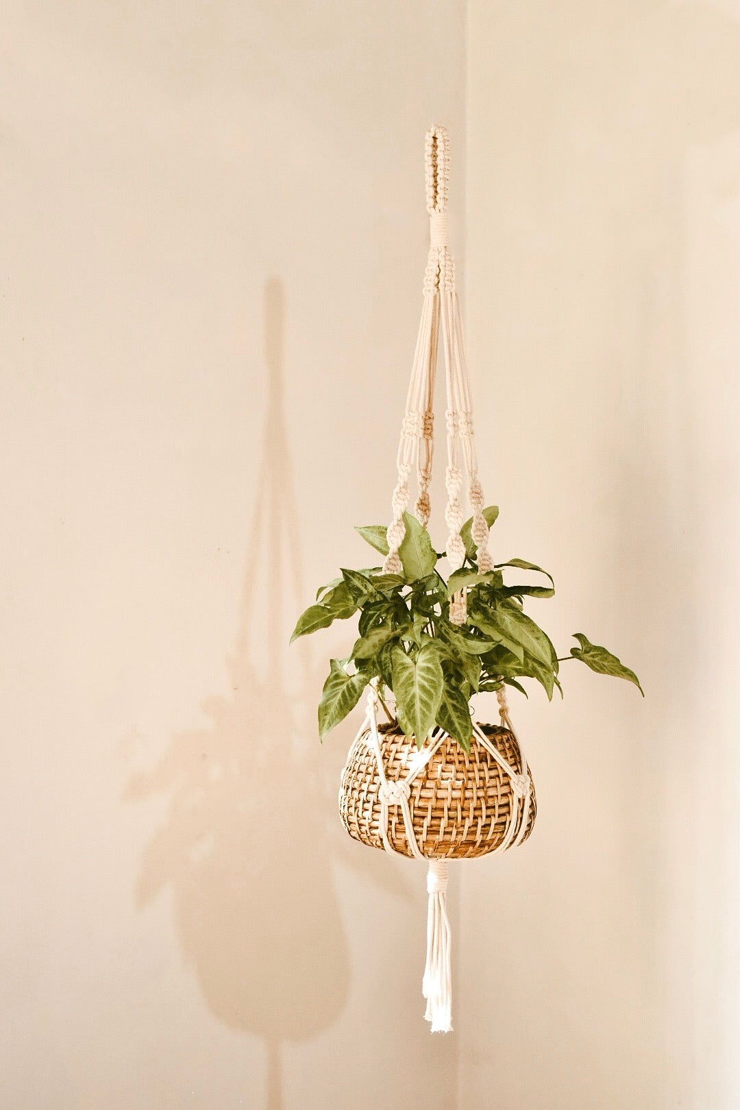 Cane Planters With Macrame Hangers - Set of 3 - Planter - soiled.in