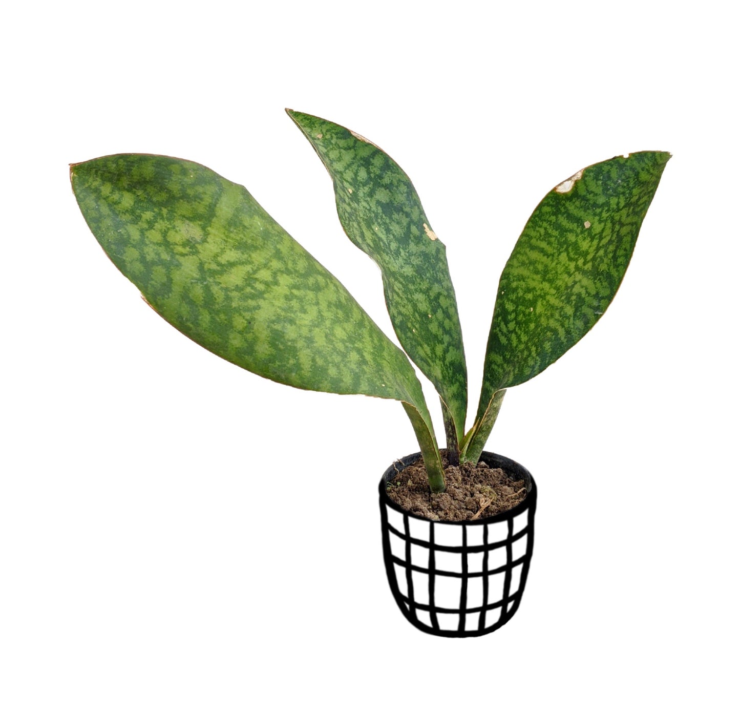 Dracaena Masoniana (Whalefin Snake Plant) - Snake Plant - soiled.in