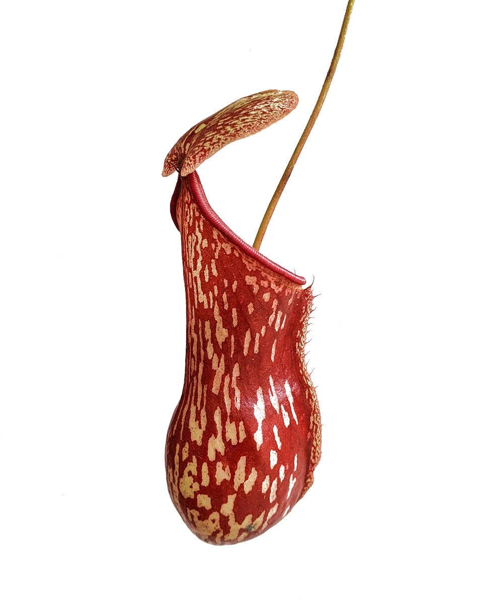 Pitcher Plant (Nepenthes Gaya Buddha) - Carnivorous Plant - soiled.in