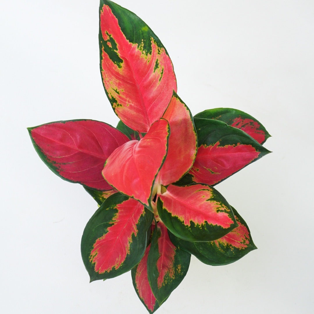 Aglaonema ‘Suksom Jaipong’ - Aglaonema - soiled.in