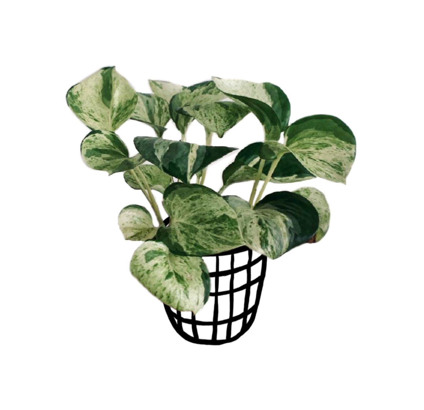 Pothos 'Manjula' - Pothos - soiled.in