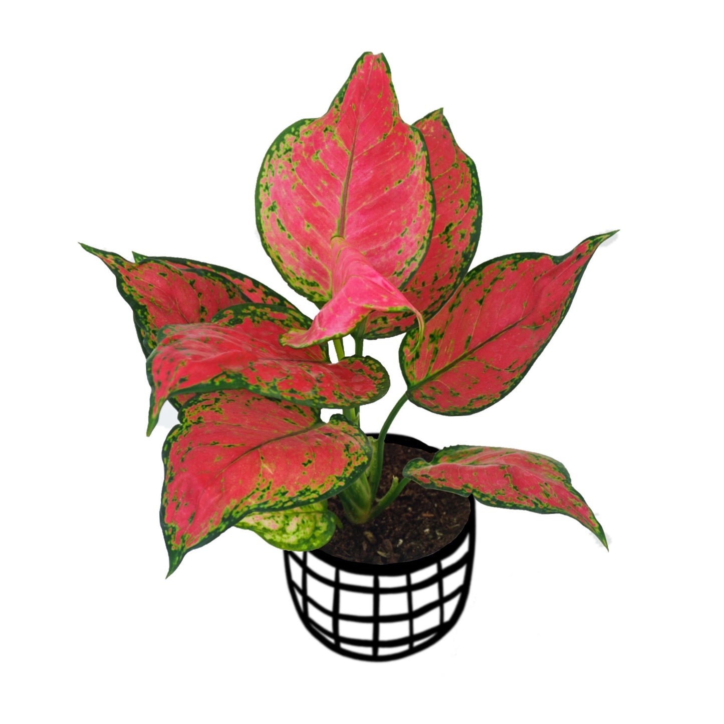 Aglaonema ‘Red Zircon’ - Aglaonema - soiled.in