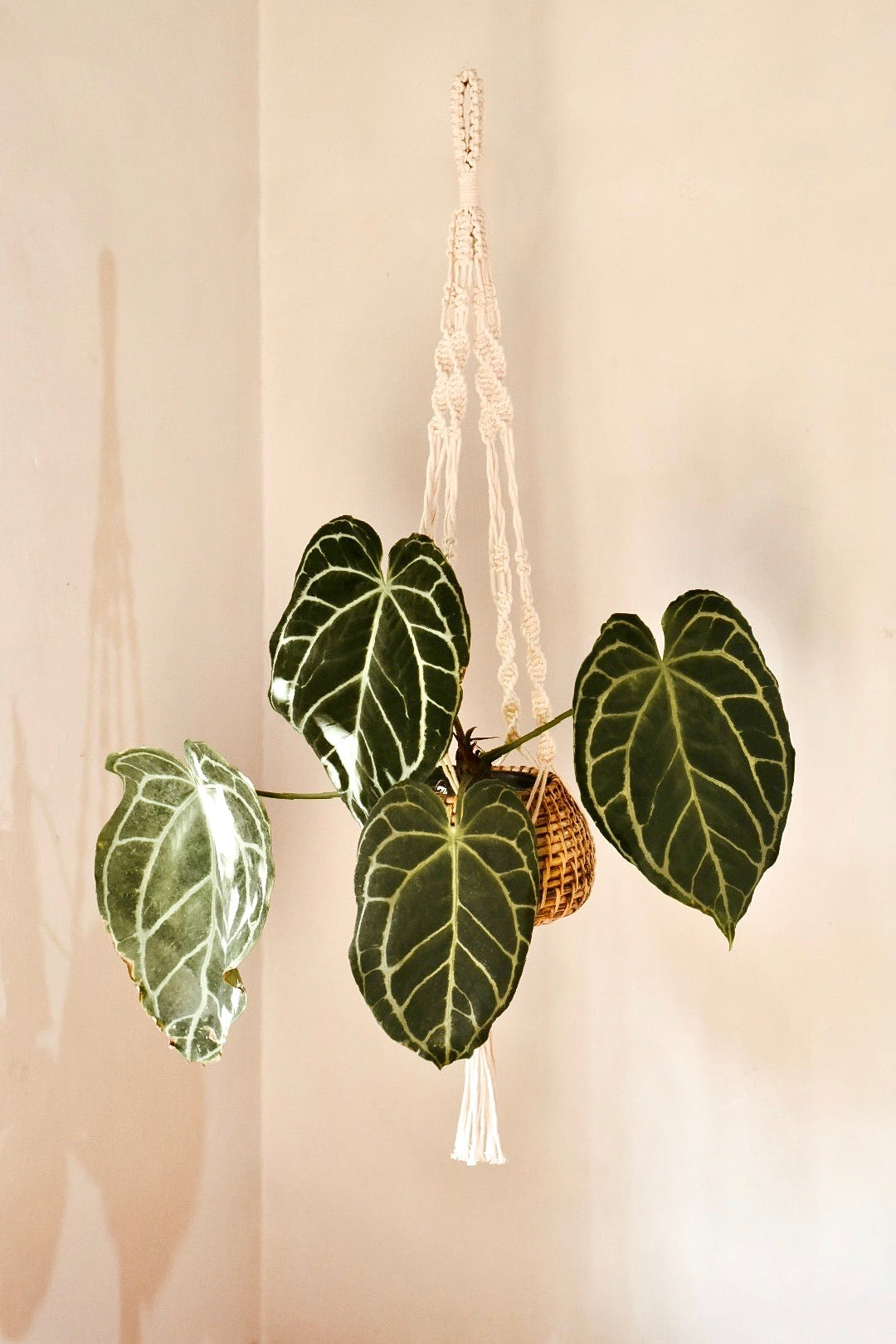 Macrame Plant Hanger - Set of 3 - Hanging Planters - soiled.in