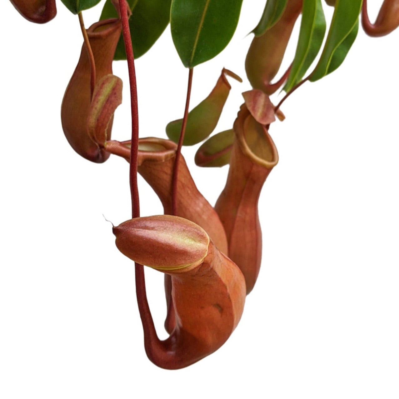 Pitcher Plant (Nepenthes Ventrata) - Carnivorous Plant - soiled.in