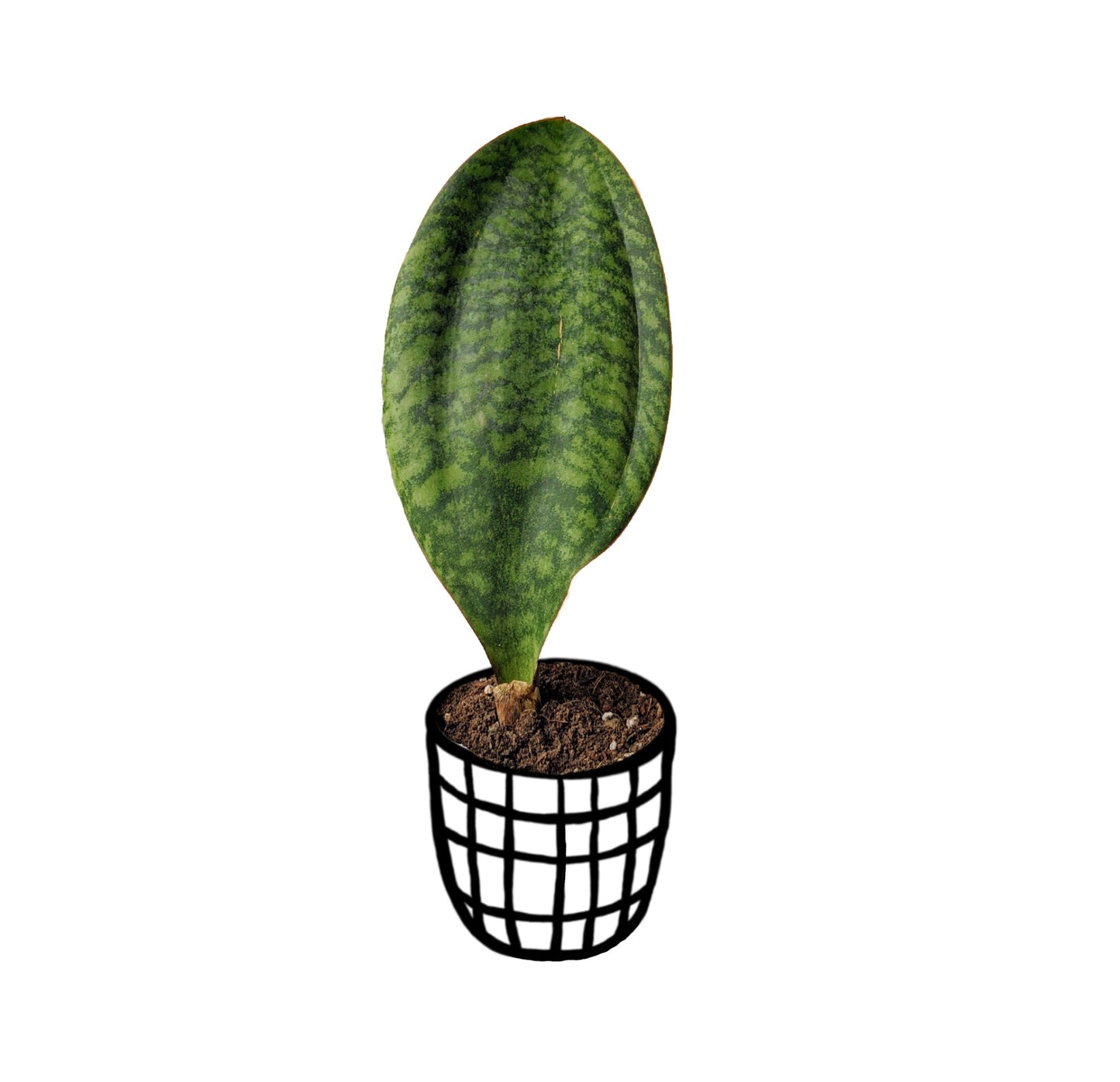 Dracaena Masoniana (Whalefin Snake Plant) - Snake Plant - soiled.in