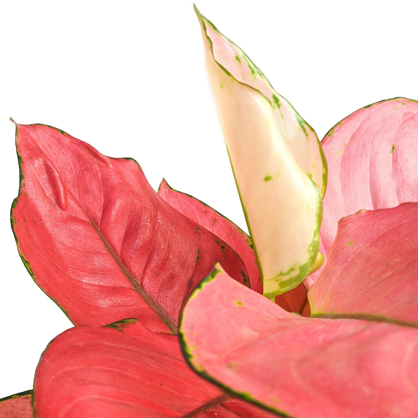 Aglaonema 'Pink Anyamanee' - Aglaonema - soiled.in