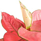 Aglaonema 'Pink Anyamanee' - Aglaonema - soiled.in