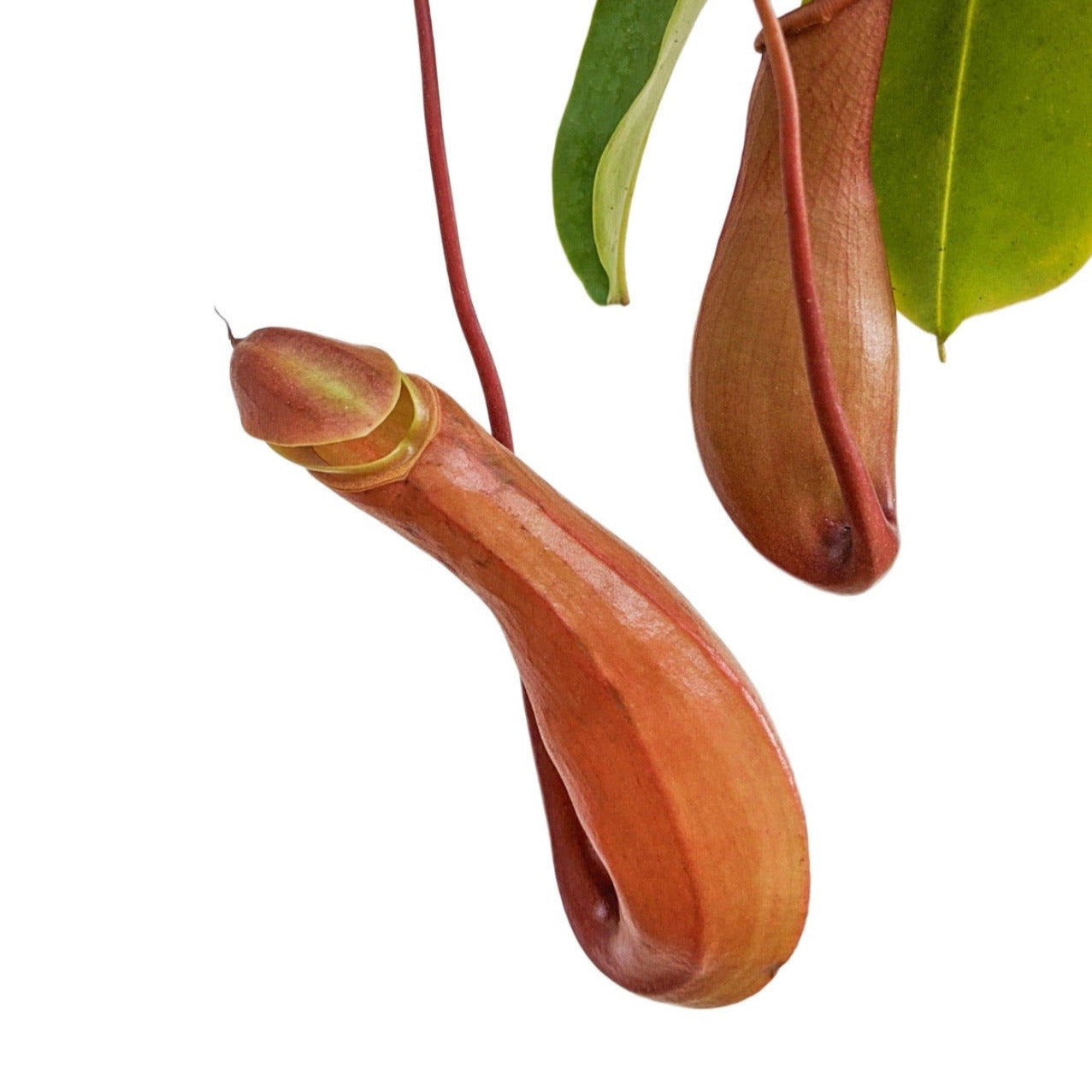 Pitcher Plant (Nepenthes Ventrata) - Carnivorous Plant - soiled.in