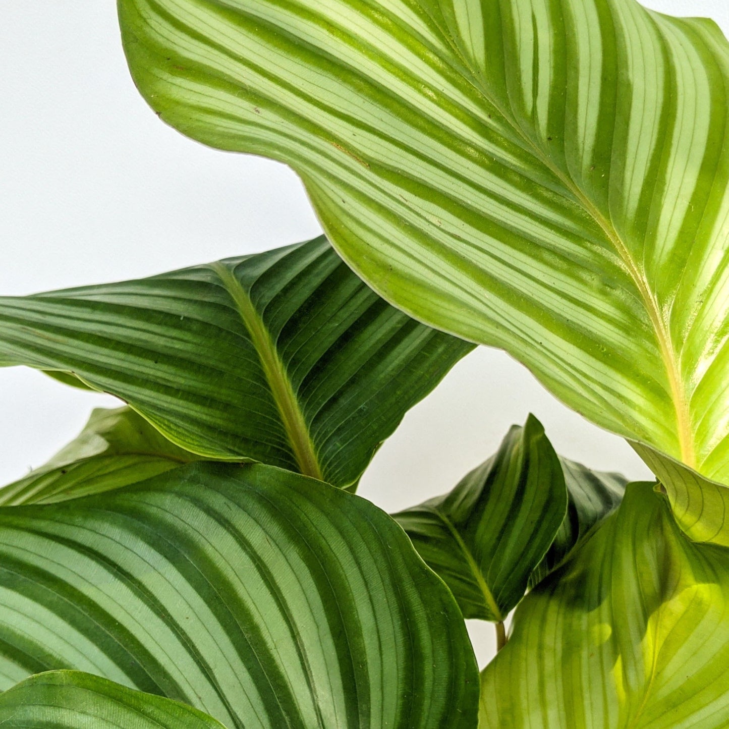 Calathea Orbifolia - Foliage - soiled.in