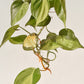 Philodendron Hederaceum 'Brasil' - Philodendron - soiled.in