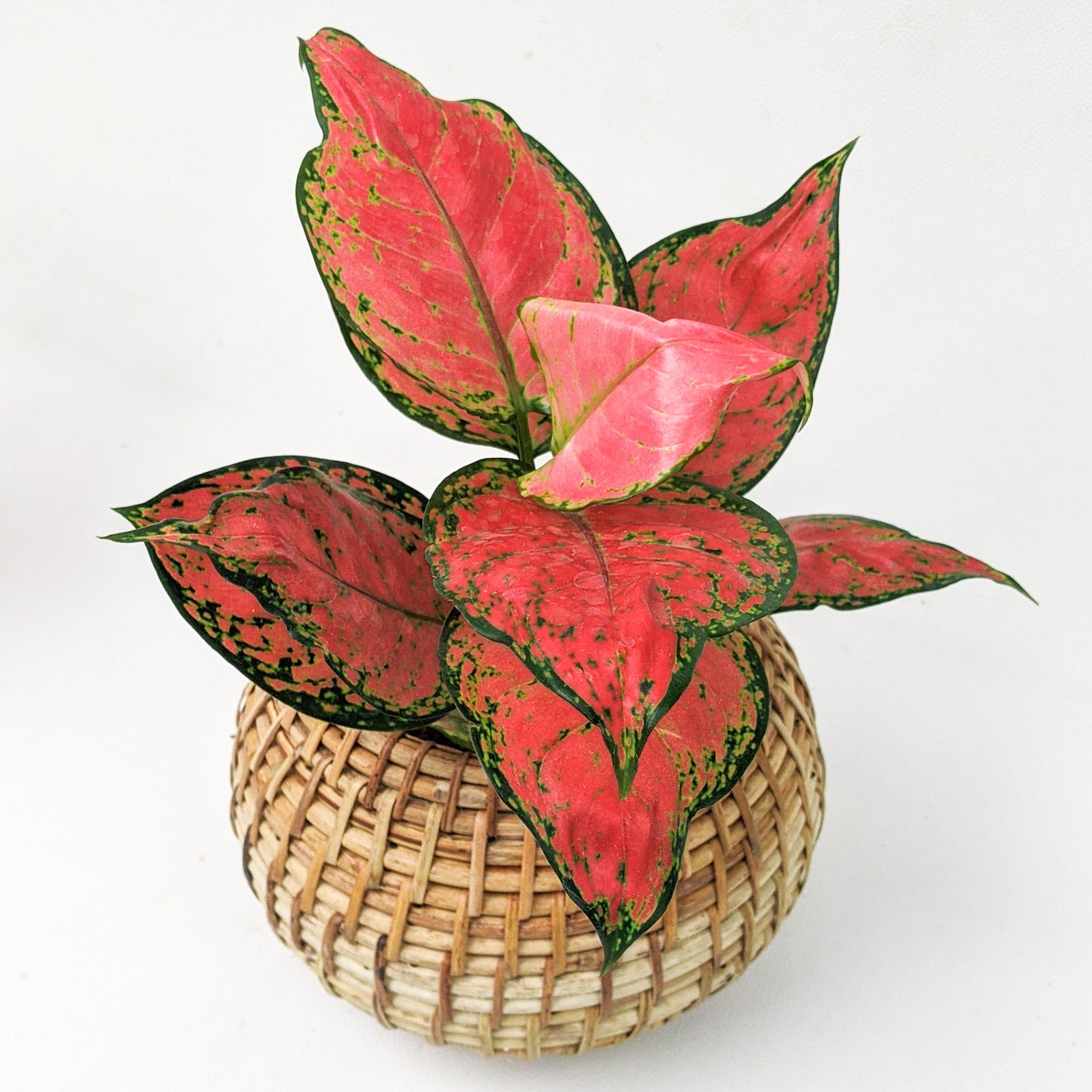 Aglaonema ‘Red Zircon’ - Aglaonema - soiled.in