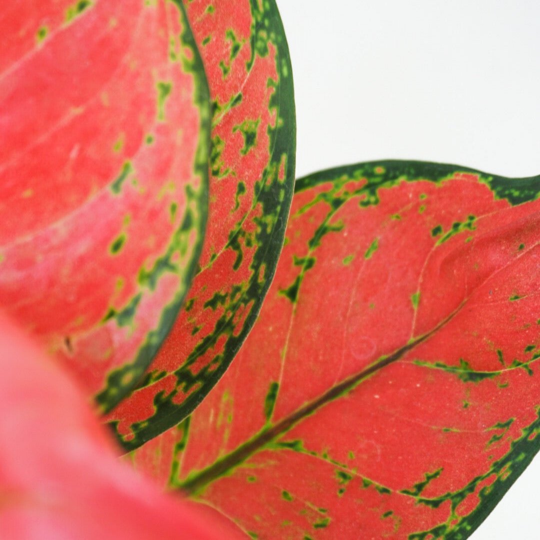 Aglaonema ‘Red Zircon’ - Aglaonema - soiled.in